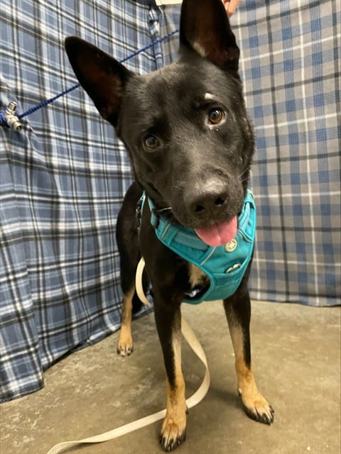 Photo of Ashton, adoptable German Shepherd Dog in Rosenberg, Texas