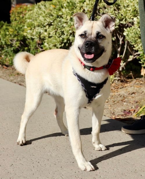 Photo of Pippa, adoptable Pug in Dana Point, California