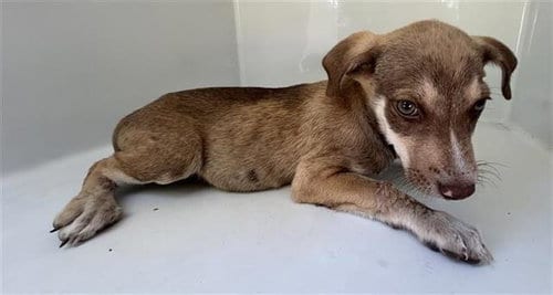 Photo of A663312, adoptable Catahoula Leopard Dog in Houston, Texas