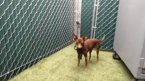 Photo of Vincenzo, adoptable Chihuahua in Downey, California