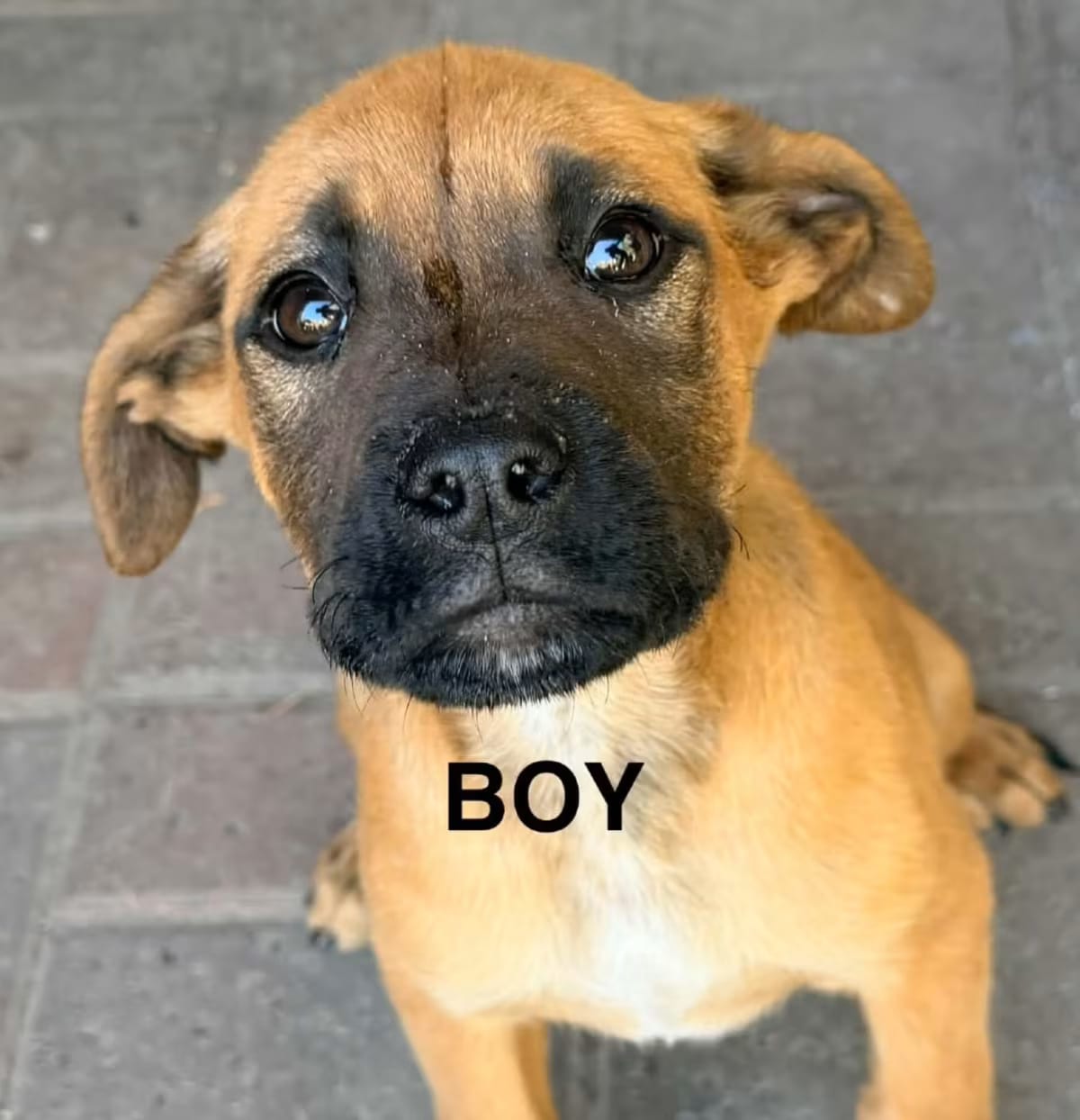 Photo of Bignut, adoptable Mastiff/Mixed Breed (Medium) in Tacoma, Washington