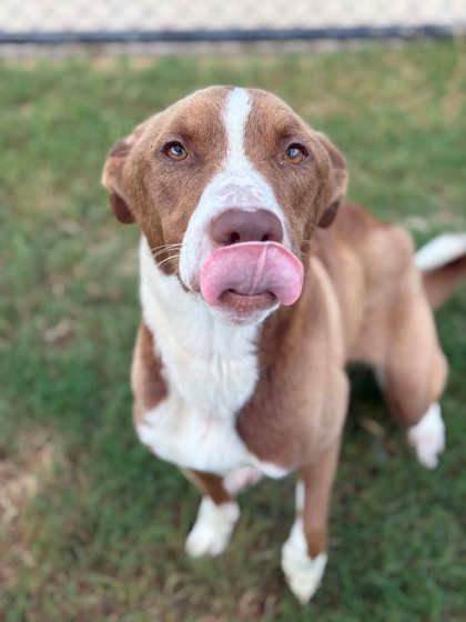 Photo of Laurel, adoptable dog in Atlanta, Georgia