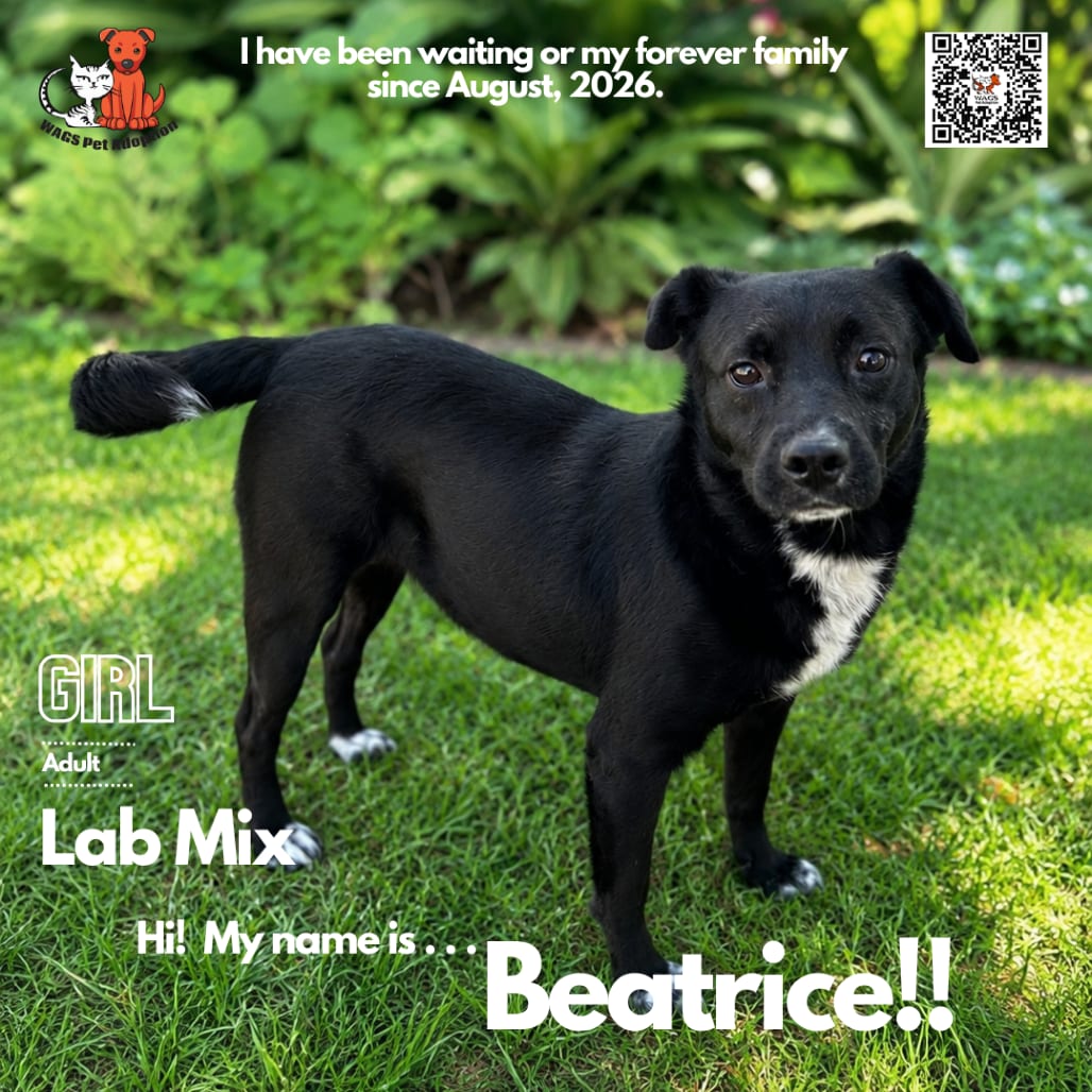 Photo of Beatrice, adoptable Retriever, Black Labrador / Mix in Westminster, California