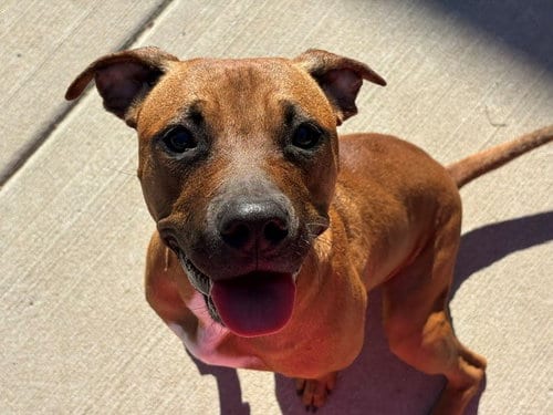 Photo of Cinderella, adoptable Pit Bull Terrier in Tulsa, Oklahoma