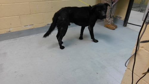 Photo of Freddie, adoptable Mastiff in Tulsa, Oklahoma