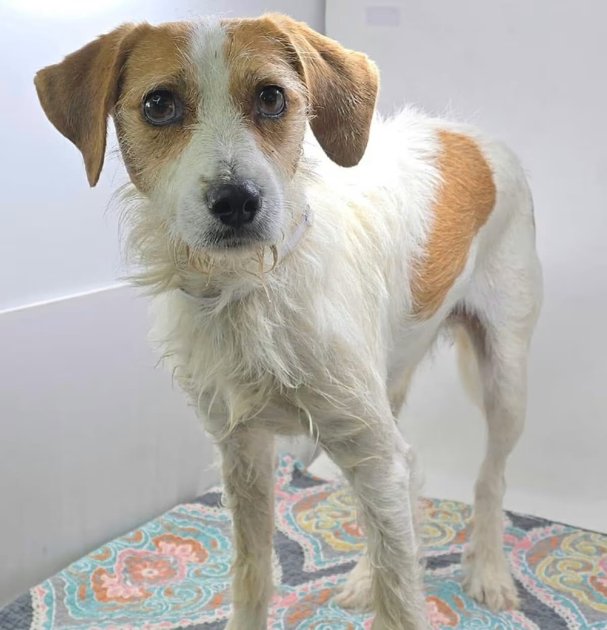 Photo of FOSTER NEEDED - Teddy, adoptable Jack Russell Terrier/Mixed Breed (Medium) in Staten Island, New York
