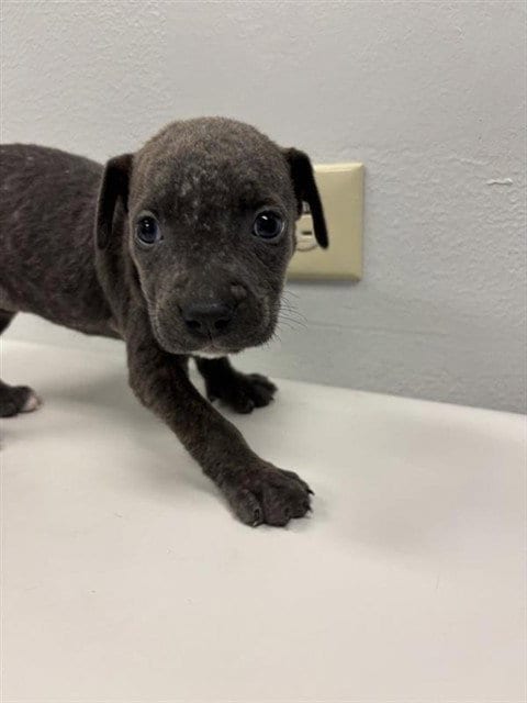 Photo of Aurora, adoptable Labrador Retriever in Corpus Christi, Texas