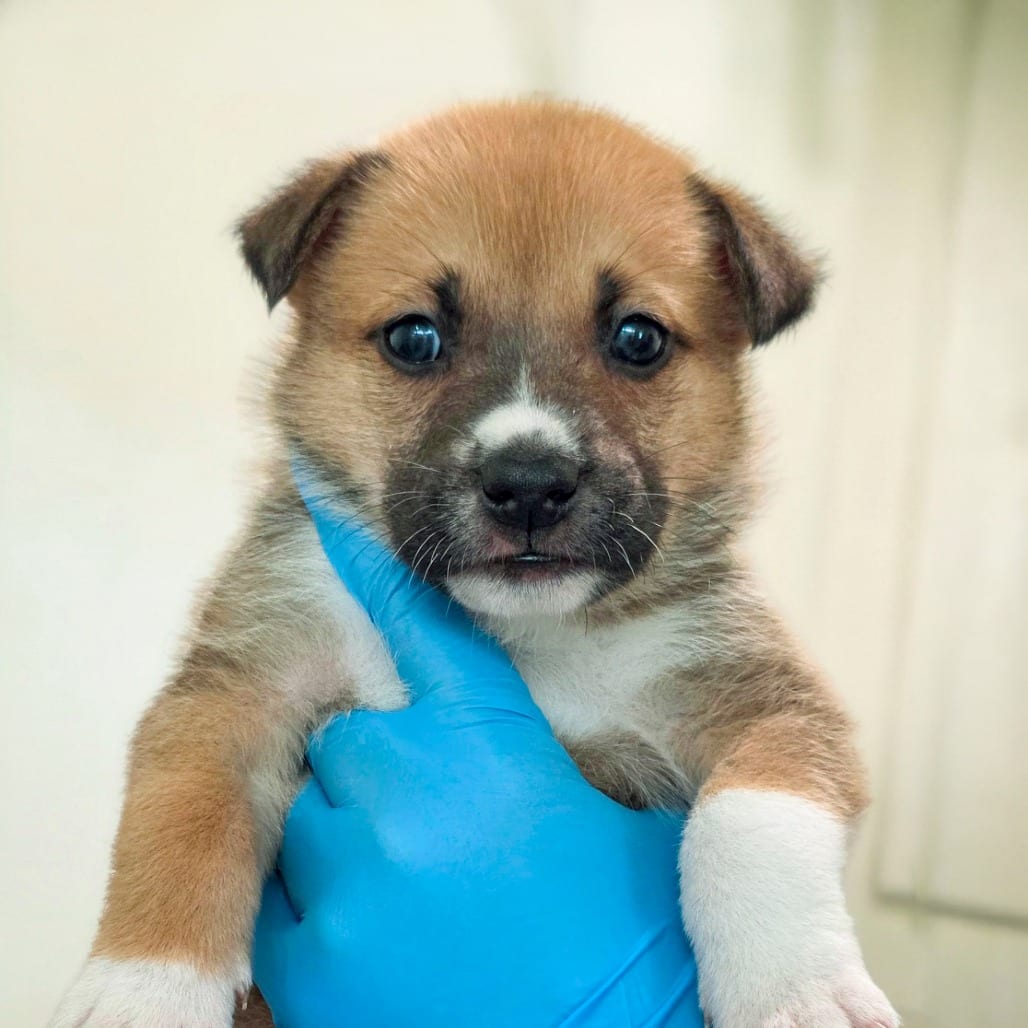 Photo of Sun Bear, adoptable Retriever, Labrador / Mixed Breed (Medium) in Chapel Hill, North Carolina