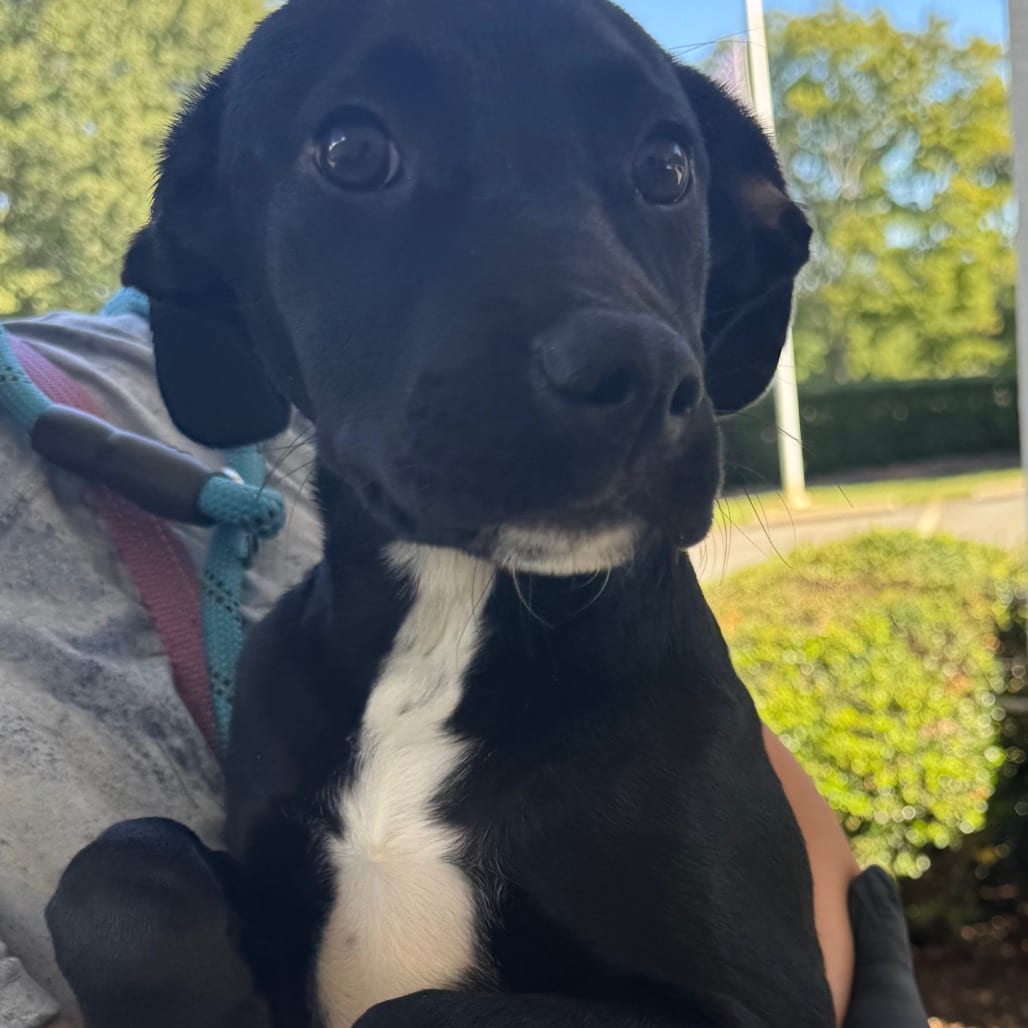 Photo of Rocky, adoptable Mixed Breed (Medium) in Winston-Salem, North Carolina