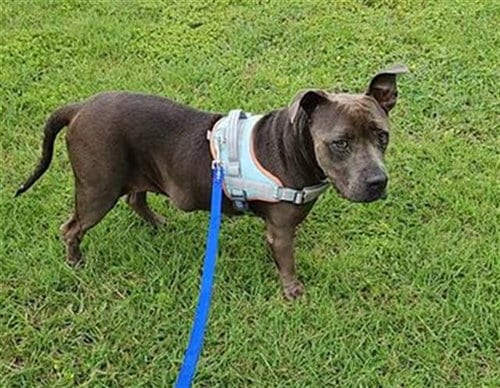 Photo of Diamond, adoptable American Staffordshire Terrier in San Antonio, Texas