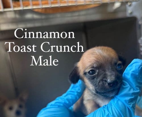 Photo of Cinnamon Toast Crunch, adoptable Chihuahua in Burnsville, North Carolina