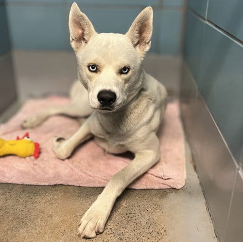 Photo of Blanco, adoptable Husky in Houston, Texas