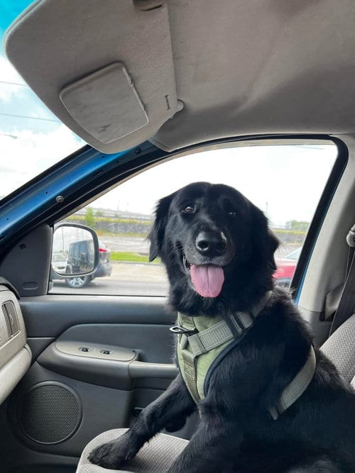 Photo of Aspen, adoptable Labrador Retriever in New Orleans, Louisiana
