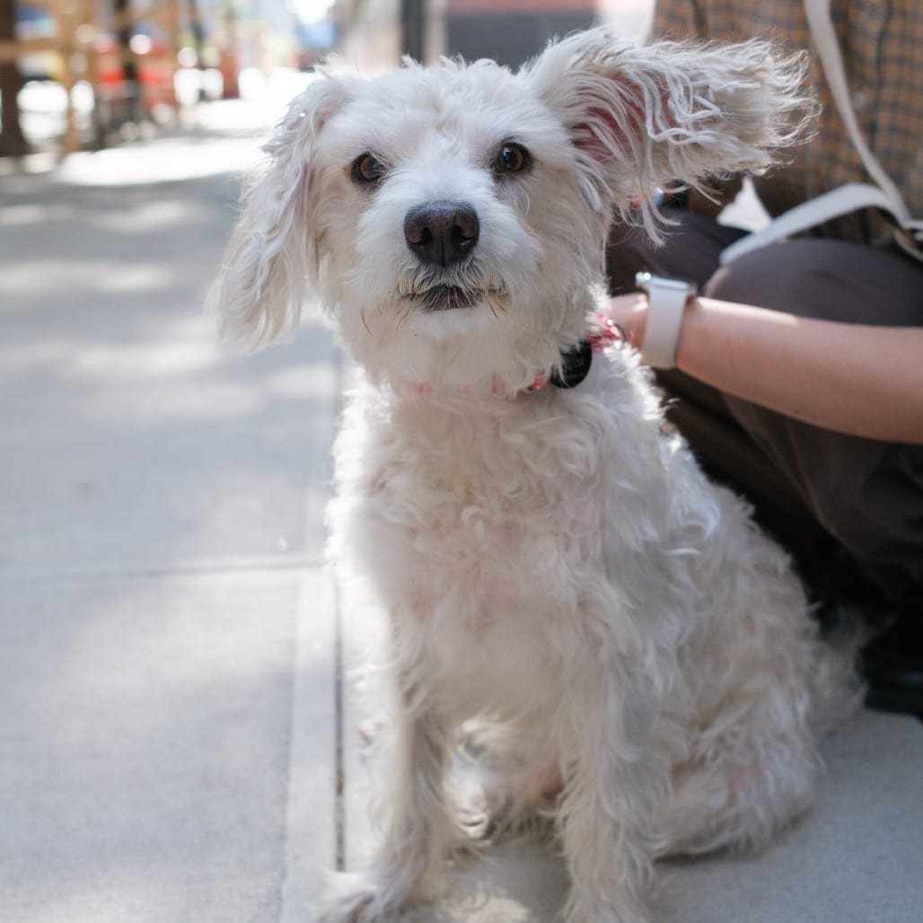 Photo of Orsino, adoptable Terrier