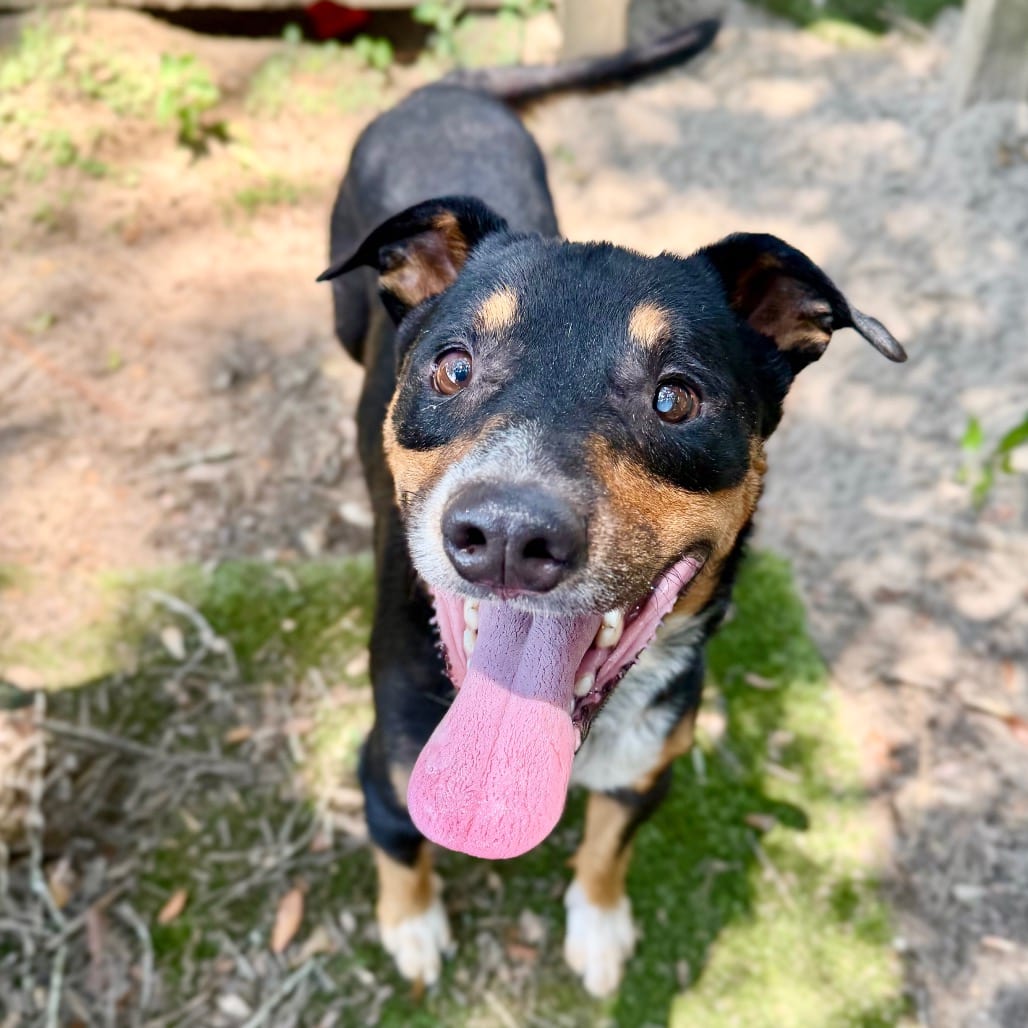 Photo of Moo Shu, adoptable Mixed Breed (Medium) in Milton, Florida