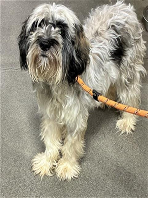 Photo of Autumn, adoptable Poodle (Miniature) in Forestville, Maryland