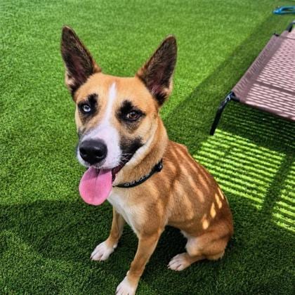 Photo of Buttercup, adoptable Husky in Plano, Texas