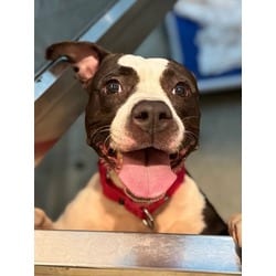 Photo of Circe, adoptable American Pit Bull Terrier in Washington, District of Columbia