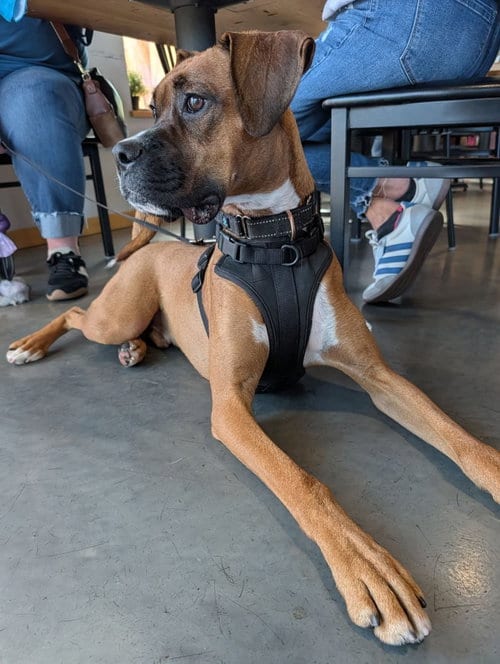 Photo of Zarek, adoptable Boxer in Woodbury, Minnesota