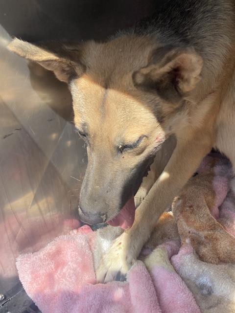 Photo of Chance, adoptable German Shepherd Dog in Dallas, Texas