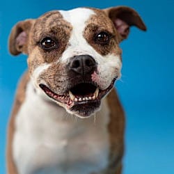 Photo of Juniper, adoptable Terrier (Unknown Type, Medium) in Pegram, Tennessee