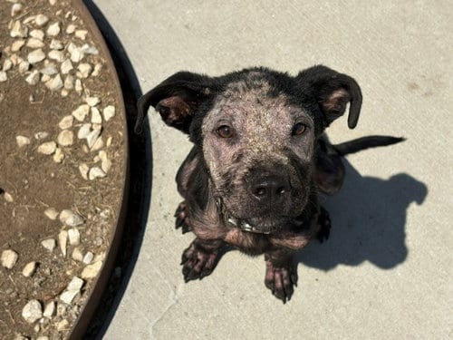Photo of Freely, adoptable Labrador Retriever in Tulsa, Oklahoma