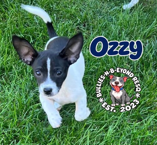 Photo of Ozzy, adoptable Shih Tzu in Omaha, Nebraska
