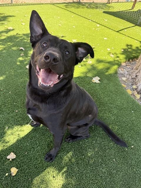 Photo of Noah, adoptable Labrador Retriever in Castaic, California