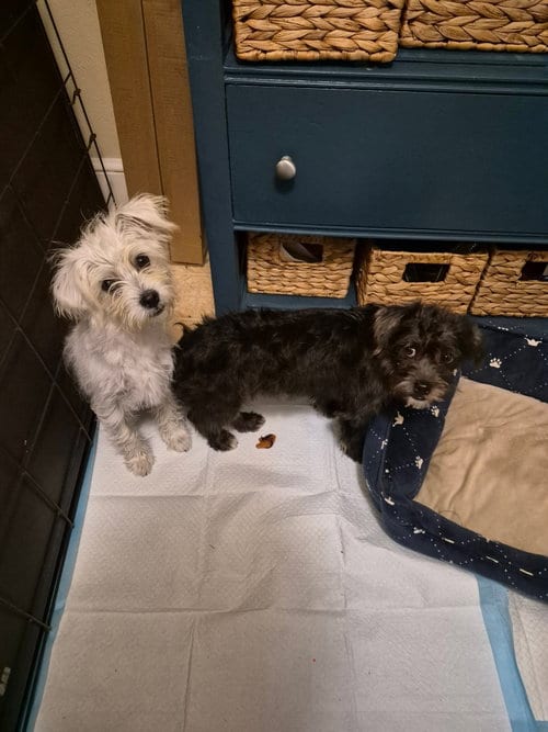 Photo of Pastor, adoptable Shih Tzu in Rustburg, Virginia