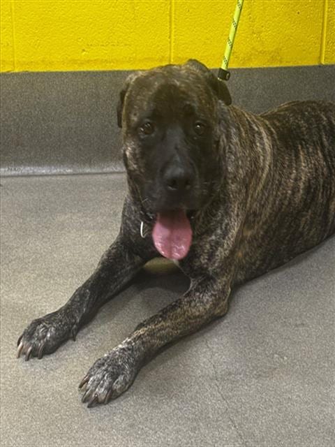 Photo of Sabrina, adoptable Presa Canario in Forestville, Maryland