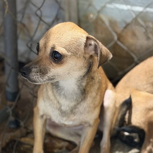 Photo of Smiley, adoptable Chihuahua in Yardley, Pennsylvania