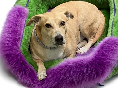 Photo of Wednesday, adoptable Basset Hound in Ft Lauderdale, Florida