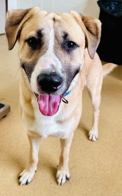 Photo of Digiorno, adoptable Labrador Retriever in Derwood, Maryland