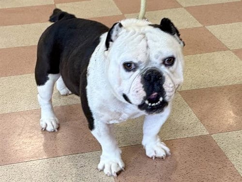 Photo of Shrek, adoptable English Bulldog in Martinez, California