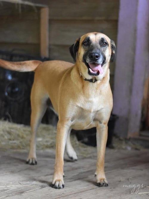 Photo of Muggs (Trinity), adoptable Black Mouth Cur in Brewster, New York