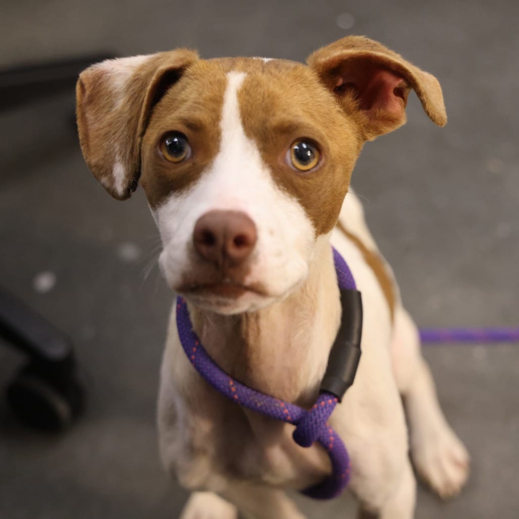 Photo of Main, adoptable Terrier, Pit Bull in Spartanburg, South Carolina