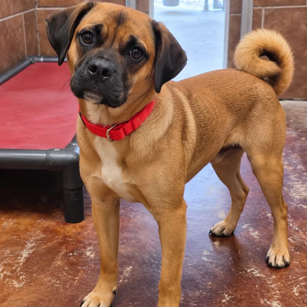Photo of Peanut, adoptable Pug / Mix in Wadena, Minnesota