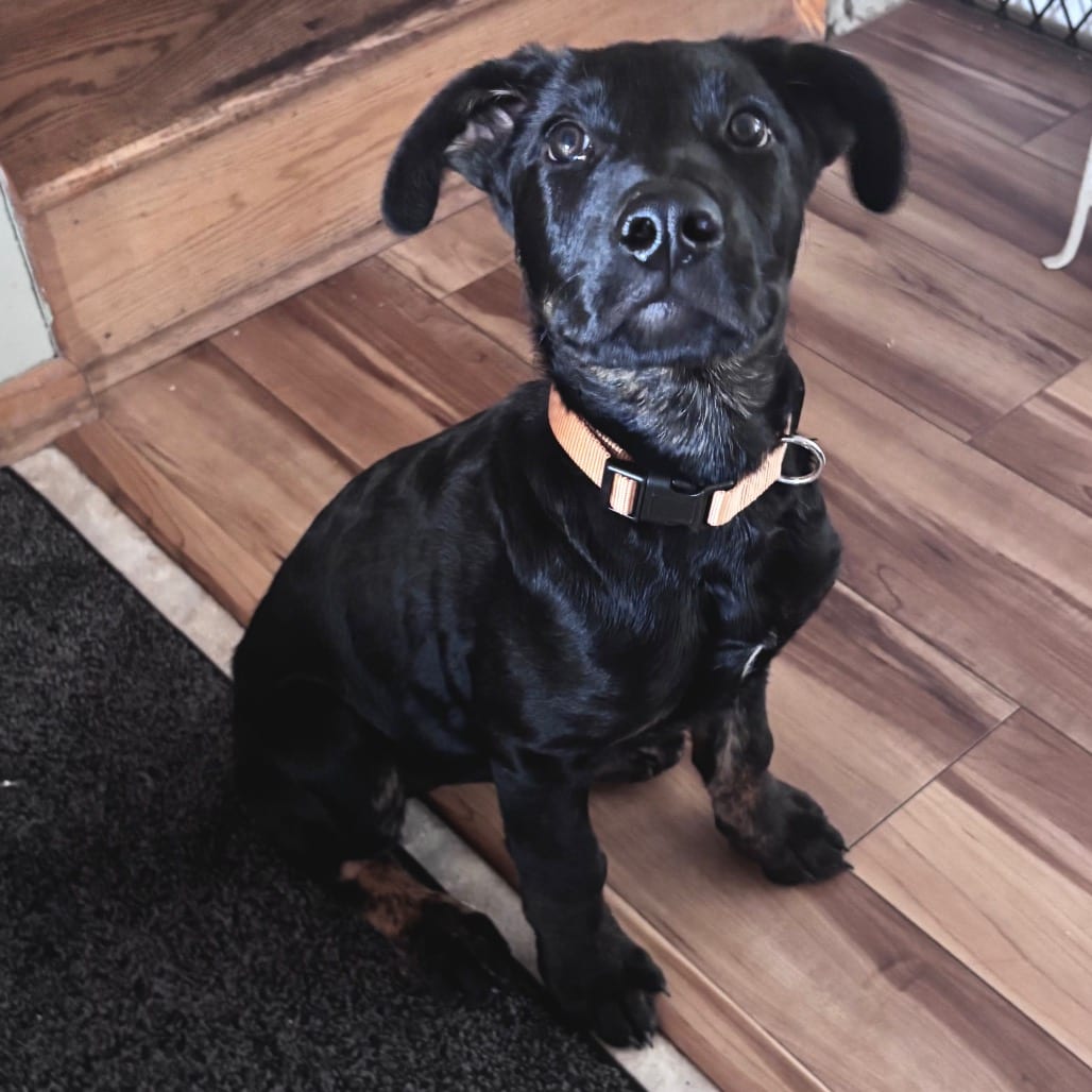 Photo of Eclipse, adoptable Mixed Breed (Medium) in Buffalo, Minnesota