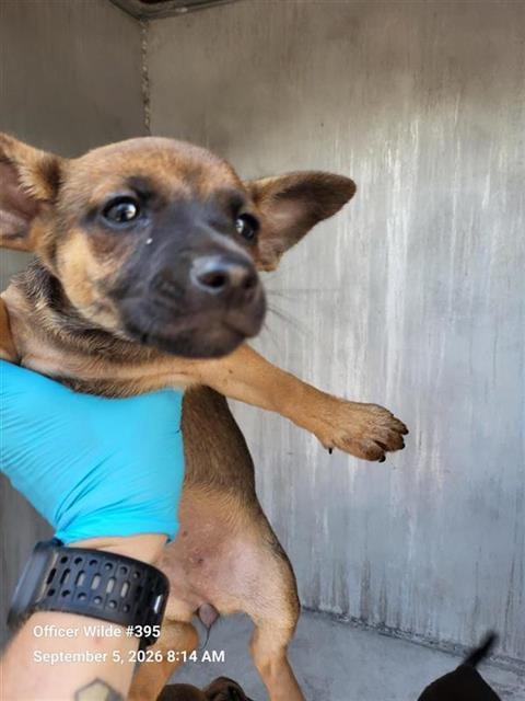 Photo of Goblin, adoptable Chihuahua in San Antonio, Texas
