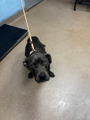 Photo of Duddle, adoptable dog in Chamblee, Georgia