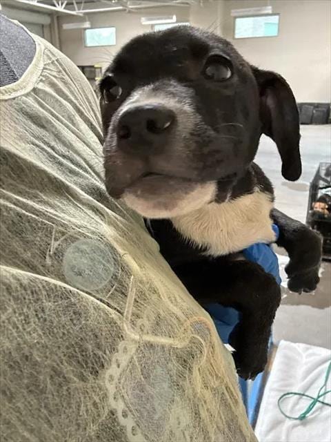 Photo of Reeses Puppycup, adoptable Pit Bull Terrier in Las Vegas, Nevada