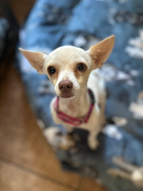 Photo of Blanca, adoptable Chihuahua in Polson, Montana