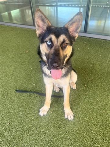 Photo of Harriet, adoptable German Shepherd Dog in San Martin, California
