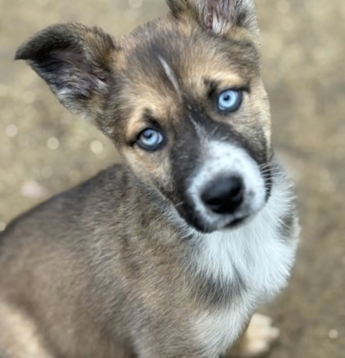 Photo of Stevie, adoptable Mixed Breed (Medium) in Fresno, California