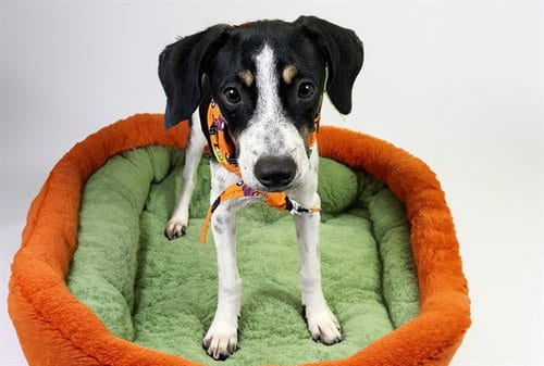Photo of Olivia, adoptable Jack Russell Terrier (Parson Russell Terrier) in Ft Lauderdale, Florida
