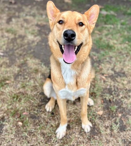 Photo of Goji, adoptable German Shepherd Dog in Riverside, California