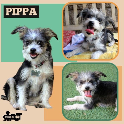 Photo of Pippa, adoptable Terrier in Lindsay, California