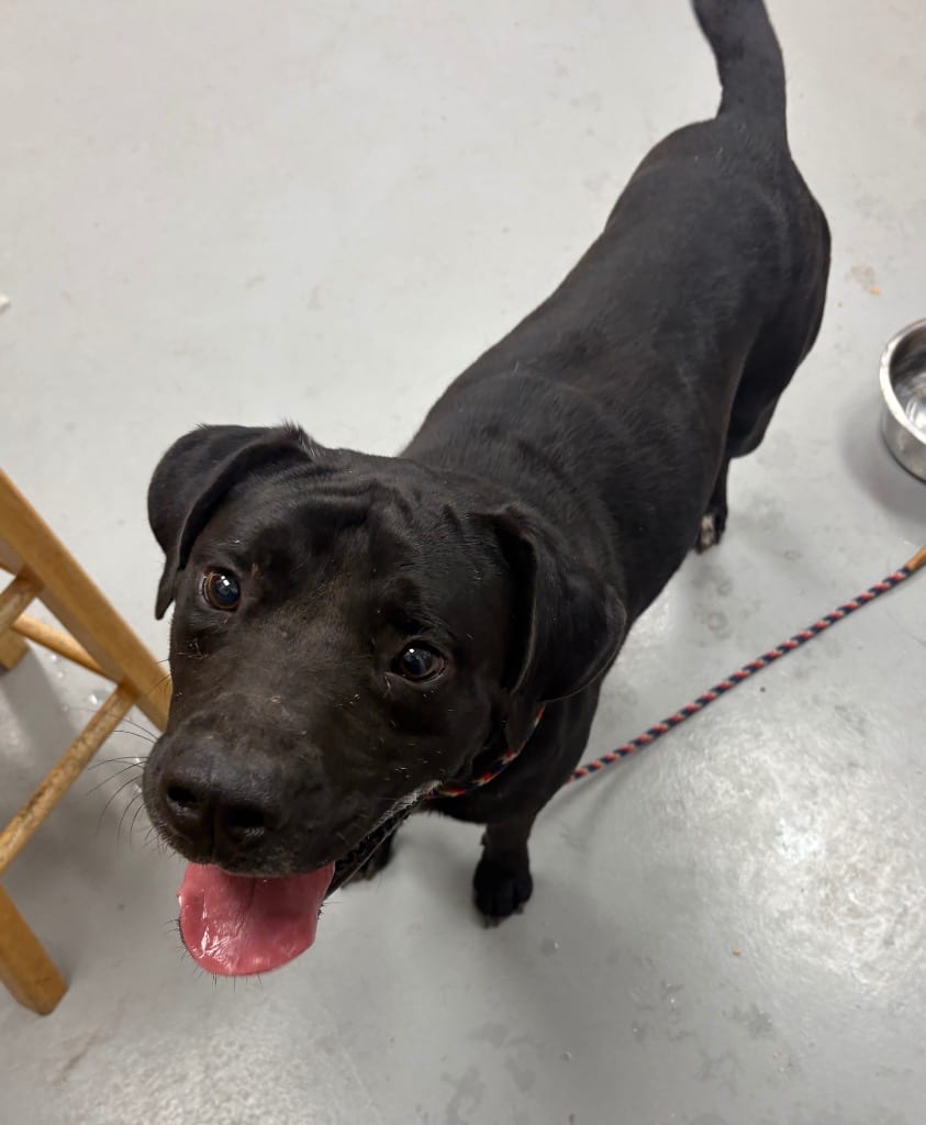 Photo of Macho Man, adoptable Labrador Retriever in Hartsville, South Carolina