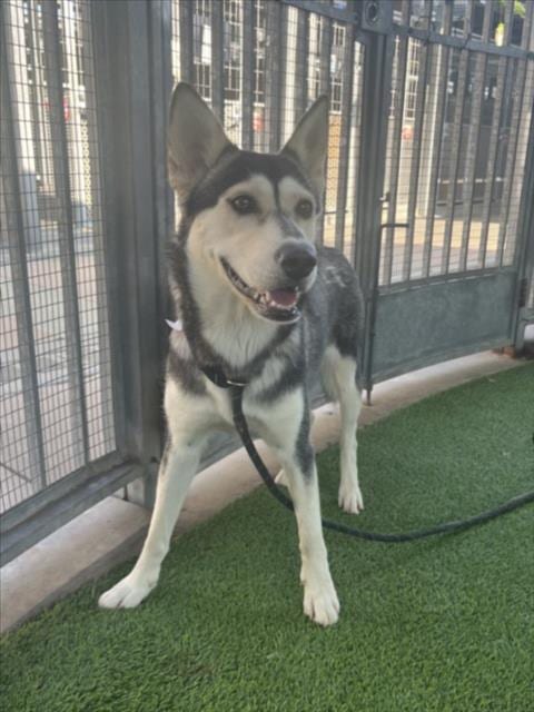 Photo of Aldi, adoptable Husky in Van Nuys, California