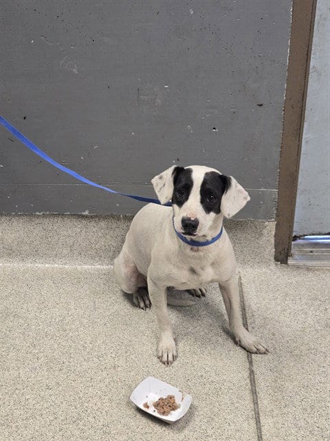 Photo of Tasha, adoptable Staffordshire Bull Terrier in Tallahassee, Florida